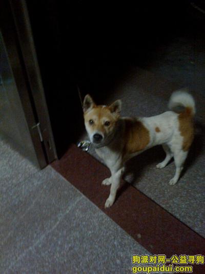 我的狗丢了叫努努，求各位帮忙找找，谢谢了！！！，它是一只非常可爱的宠物狗狗，希望它早日回家，不要变成流浪狗。