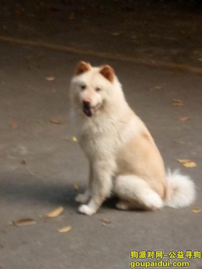 5月25于东莞莞城光辉家居走丢一只串串萨摩耶，它是一只非常可爱的宠物狗狗，希望它早日回家，不要变成流浪狗。