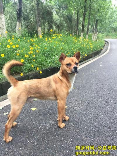寻找在重庆渝北区大竹林啤酒厂附近走丢的狗狗，它是一只非常可爱的宠物狗狗，希望它早日回家，不要变成流浪狗。