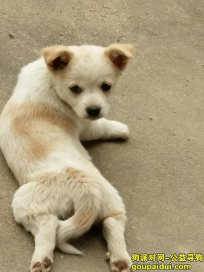 湘潭丢狗，湘乡寻找小白，四个月大，，它是一只非常可爱的宠物狗狗，希望它早日回家，不要变成流浪狗。