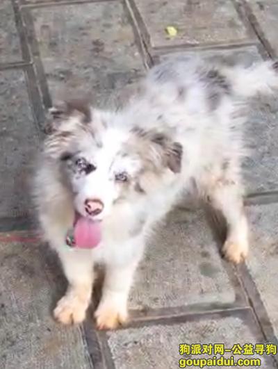 6月2日一条9个月大白陨石色边牧狗，，它是一只非常可爱的宠物狗狗，希望它早日回家，不要变成流浪狗。