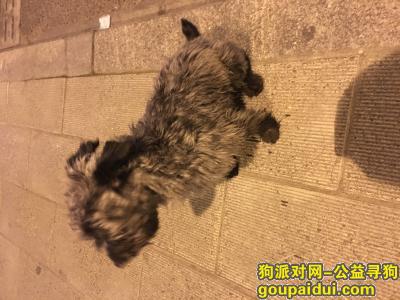 杭州捡到狗，捡到一只 黑银灰色 雪瑞纳，它是一只非常可爱的宠物狗狗，希望它早日回家，不要变成流浪狗。