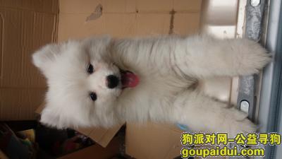 【南京找狗】，3月小萨摩，跪求！！！心疼！！！，它是一只非常可爱的宠物狗狗，希望它早日回家，不要变成流浪狗。