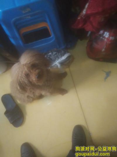 本人在殷高西路附近捡到一只棕色泰迪狗，它是一只非常可爱的宠物狗狗，希望它早日回家，不要变成流浪狗。