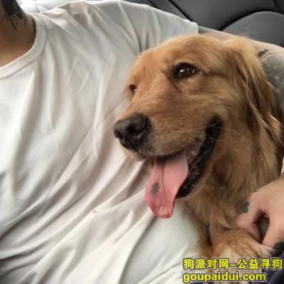 【广州找狗】，广州市白云区嘉禾万岗新门楼附近丢失金毛爱犬，它是一只非常可爱的宠物狗狗，希望它早日回家，不要变成流浪狗。