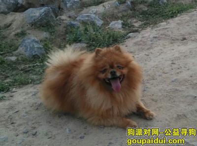 【郑州找狗】，我养了8年的宝贝狗狗被人偷走了，它是一只非常可爱的宠物狗狗，希望它早日回家，不要变成流浪狗。