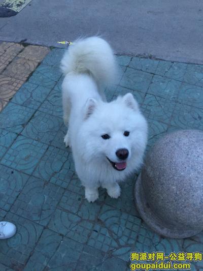 【连云港找狗】，一岁半萨摩耶公犬与六月三日走丢在新月园附近，它是一只非常可爱的宠物狗狗，希望它早日回家，不要变成流浪狗。