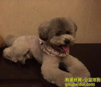 【杭州找狗】，小体灰贵于九堡蓝桥景苑走失，它是一只非常可爱的宠物狗狗，希望它早日回家，不要变成流浪狗。