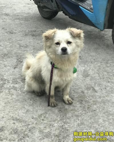 6月4日（周日）下午 三全路丰庆路交叉口捡到的狗狗，它是一只非常可爱的宠物狗狗，希望它早日回家，不要变成流浪狗。