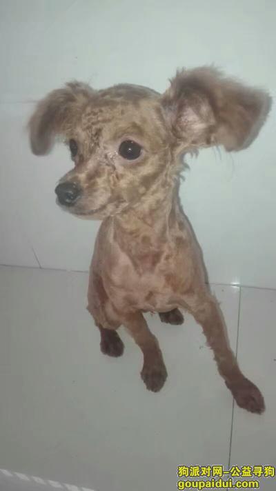 棕色公泰迪，名字叫六六，它是一只非常可爱的宠物狗狗，希望它早日回家，不要变成流浪狗。