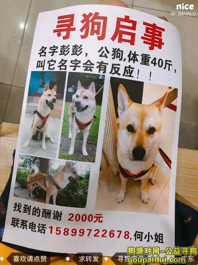 江门寻狗启示，广东开平酬谢2000寻找土狗彭彭！，它是一只非常可爱的宠物狗狗，希望它早日回家，不要变成流浪狗。