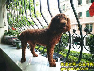 【深圳找狗】，沙嘴村寻1岁雄性泰迪，它是一只非常可爱的宠物狗狗，希望它早日回家，不要变成流浪狗。