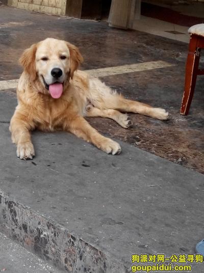 凤凰西街金毛狗寻找主人，它是一只非常可爱的宠物狗狗，希望它早日回家，不要变成流浪狗。