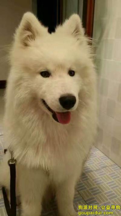 两岁的萨摩犬，很白，脖子上可能还有六筒的牌子，叫小六筒。，它是一只非常可爱的宠物狗狗，希望它早日回家，不要变成流浪狗。