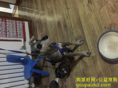 【郑州捡到狗】，最近谁丢了雪纳瑞与我联系，它是一只非常可爱的宠物狗狗，希望它早日回家，不要变成流浪狗。