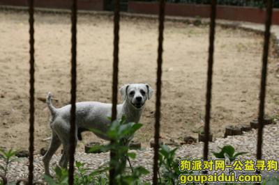 【上海找狗】，白色贵宾毛刚剃平，6.7晚于古美路东兰路走丢，它是一只非常可爱的宠物狗狗，希望它早日回家，不要变成流浪狗。