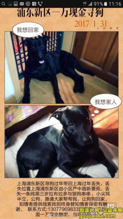 【上海找狗】，上海浦东一万现金找纯黑拉布拉多串串，它是一只非常可爱的宠物狗狗，希望它早日回家，不要变成流浪狗。