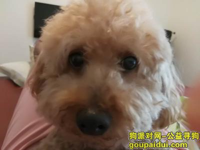 【上海找狗】，寻找浅棕色10岁泰迪爱犬，它是一只非常可爱的宠物狗狗，希望它早日回家，不要变成流浪狗。
