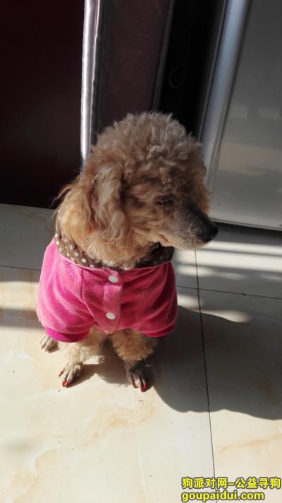 【上海找狗】，寻狗启示1111111，它是一只非常可爱的宠物狗狗，希望它早日回家，不要变成流浪狗。