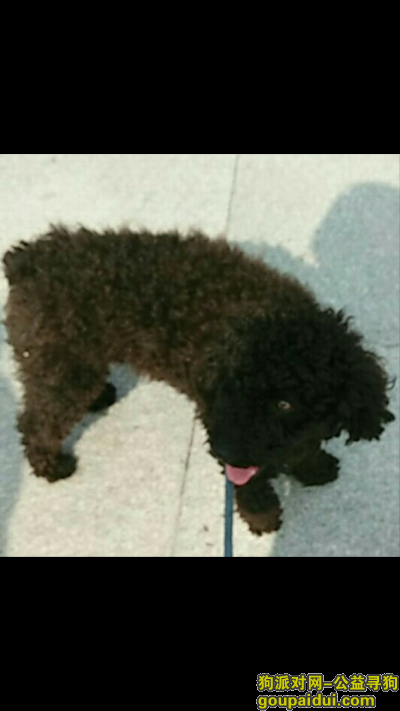 寻找在盐城北闸丢失的黑色泰迪狗，它是一只非常可爱的宠物狗狗，希望它早日回家，不要变成流浪狗。