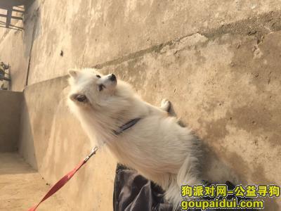 【武汉找狗】，五千重金寻找4月9号蔡甸区走丢的白色公银狐犬，它是一只非常可爱的宠物狗狗，希望它早日回家，不要变成流浪狗。