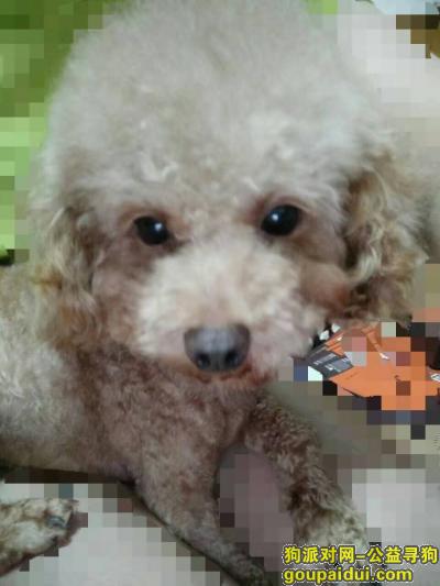 【徐州找狗】，六月十日徐州铁路二九宿舍丢失泰迪，它是一只非常可爱的宠物狗狗，希望它早日回家，不要变成流浪狗。