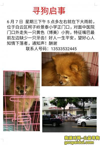 【广州找狗】，寻找爱宠 已失踪第四天了，它是一只非常可爱的宠物狗狗，希望它早日回家，不要变成流浪狗。
