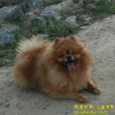 【郑州找狗】，宝贝狗狗你在哪里！！，它是一只非常可爱的宠物狗狗，希望它早日回家，不要变成流浪狗。