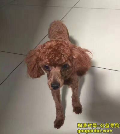 6月10日在唐山体育公园附近丢失一只棕色6个月泰迪  新做的造型，它是一只非常可爱的宠物狗狗，希望它早日回家，不要变成流浪狗。