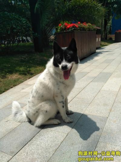 6月8号宝安区固戍红湾公交站附近狗狗走丢了，叫汤勺，喊名字有反应，它是一只非常可爱的宠物狗狗，希望它早日回家，不要变成流浪狗。