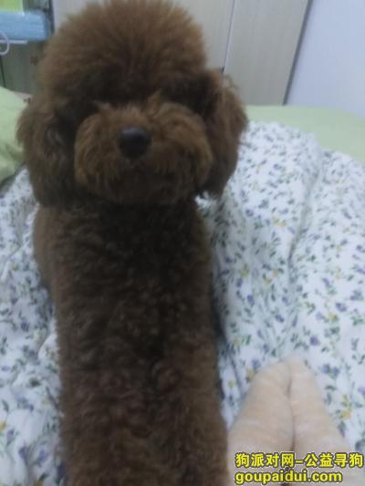 寻找我的爱狗红棕泰迪阳阳，它是一只非常可爱的宠物狗狗，希望它早日回家，不要变成流浪狗。