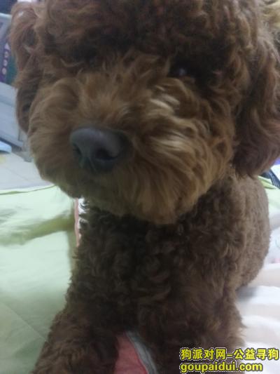 北京漷县南高庄丢失的红棕公泰迪，它是一只非常可爱的宠物狗狗，希望它早日回家，不要变成流浪狗。