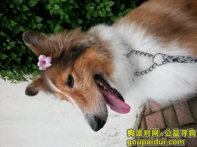 5月30号下午5点深圳龙岗六约梧桐路附近丢失喜乐蒂牧羊犬串串，它是一只非常可爱的宠物狗狗，希望它早日回家，不要变成流浪狗。