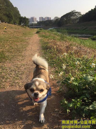 深圳南山西丽蝴蝶犬串串丢失，求找回，有酬谢，它是一只非常可爱的宠物狗狗，希望它早日回家，不要变成流浪狗。