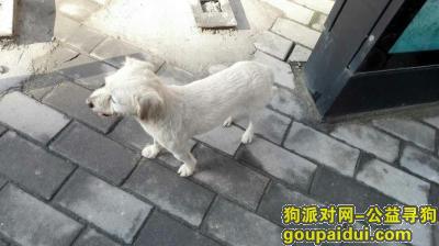 【西安捡到狗】，在曲江新区文化大厦附近捡到狗狗一只，狗狗很懂事，希望它回家，它是一只非常可爱的宠物狗狗，希望它早日回家，不要变成流浪狗。
