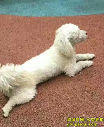 临沂丢狗，跪寻我家狗狗白色贵宾于沂龙湾清园走失，它是一只非常可爱的宠物狗狗，希望它早日回家，不要变成流浪狗。