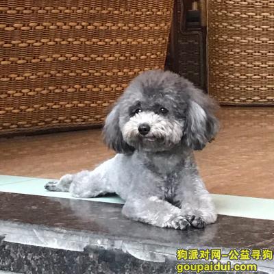 【成都找狗】，成都锦江区川师南大门酬谢五千元寻找灰色泰迪，它是一只非常可爱的宠物狗狗，希望它早日回家，不要变成流浪狗。