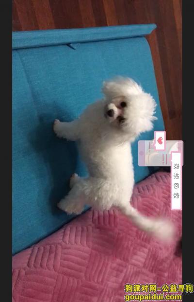【上海找狗】，宝山区宝林六村走失白贵宾，它是一只非常可爱的宠物狗狗，希望它早日回家，不要变成流浪狗。