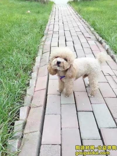5000元寻泰迪犬，于6月9日下午2点左右在道里区乡里街丢失，它是一只非常可爱的宠物狗狗，希望它早日回家，不要变成流浪狗。
