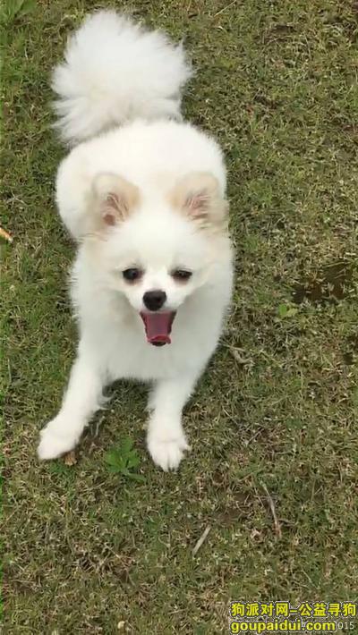 白色小博美 七个月大，它是一只非常可爱的宠物狗狗，希望它早日回家，不要变成流浪狗。