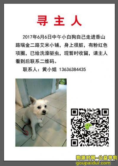 【上海捡到狗】，捡到一只小白狗，2017年6月6日中午，在瑞金二路香山路路口，它是一只非常可爱的宠物狗狗，希望它早日回家，不要变成流浪狗。