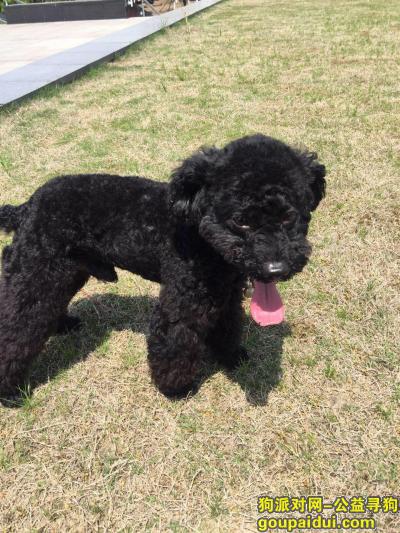 【常州找狗】，常州市清潭菜场蒋家村酬谢三千元寻找黑色泰迪，它是一只非常可爱的宠物狗狗，希望它早日回家，不要变成流浪狗。