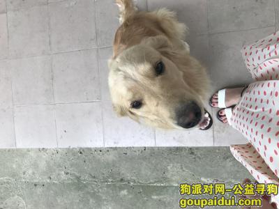 【贵阳找狗】，息烽火车站背后不慎走丢一直金毛，它是一只非常可爱的宠物狗狗，希望它早日回家，不要变成流浪狗。