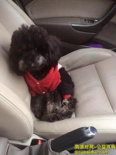 【重庆找狗】，走丢一只黑色泰迪，在重庆市大石坝走丢，它是一只非常可爱的宠物狗狗，希望它早日回家，不要变成流浪狗。