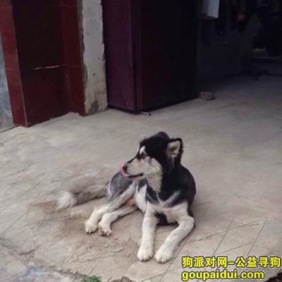 【宿州找狗】，寻狗启示2岁阿拉斯加   刚剃完毛，它是一只非常可爱的宠物狗狗，希望它早日回家，不要变成流浪狗。
