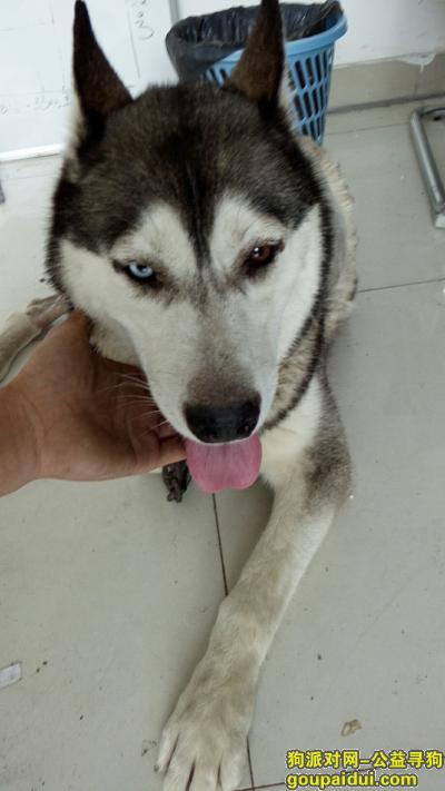 【上海捡到狗】，被剪了一半毛的阴阳眼哈士奇，它是一只非常可爱的宠物狗狗，希望它早日回家，不要变成流浪狗。