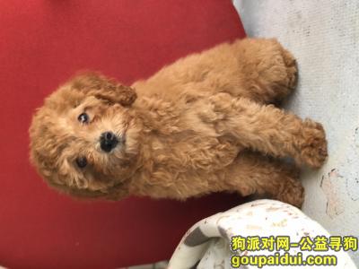 寻五个月大浅棕毛母泰迪犬，名叫艾米！，它是一只非常可爱的宠物狗狗，希望它早日回家，不要变成流浪狗。