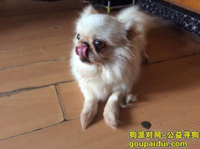 遇到一只宠物狗一京巴，它是一只非常可爱的宠物狗狗，希望它早日回家，不要变成流浪狗。