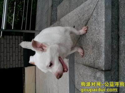 深圳六约振业城一只白色花串串，它是一只非常可爱的宠物狗狗，希望它早日回家，不要变成流浪狗。
