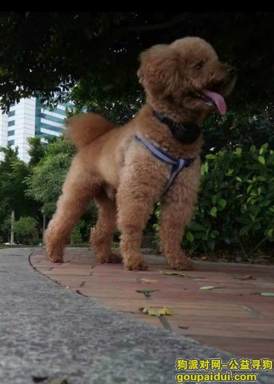 【深圳找狗】，寻找深圳光明走失公泰迪，它是一只非常可爱的宠物狗狗，希望它早日回家，不要变成流浪狗。